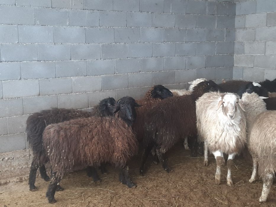 Қой, овцы, баран