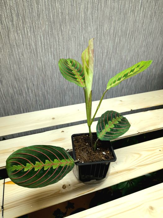 Продам Хойя Триколор