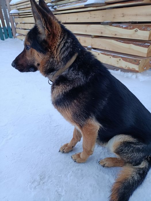 Кобель немец ищет подругу.