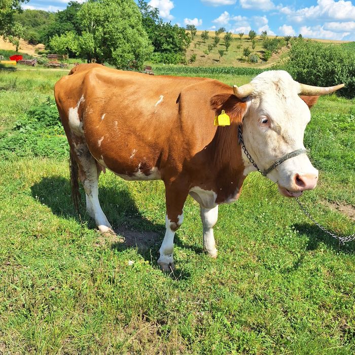 Vaca de vanzare gestanta în 9 luni