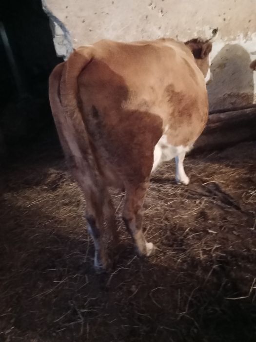 Vaca baltata romanesca