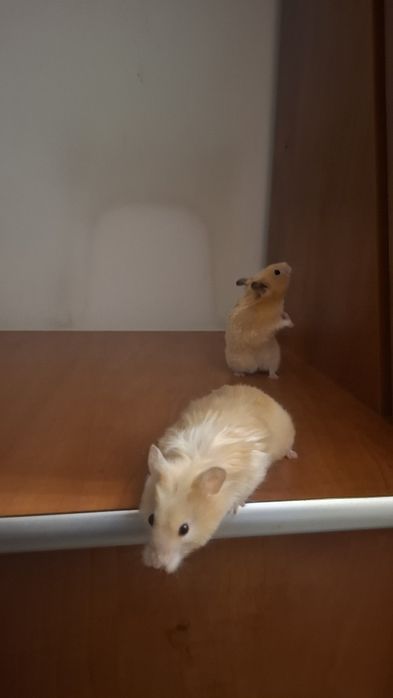 Hamsterii de vânzare