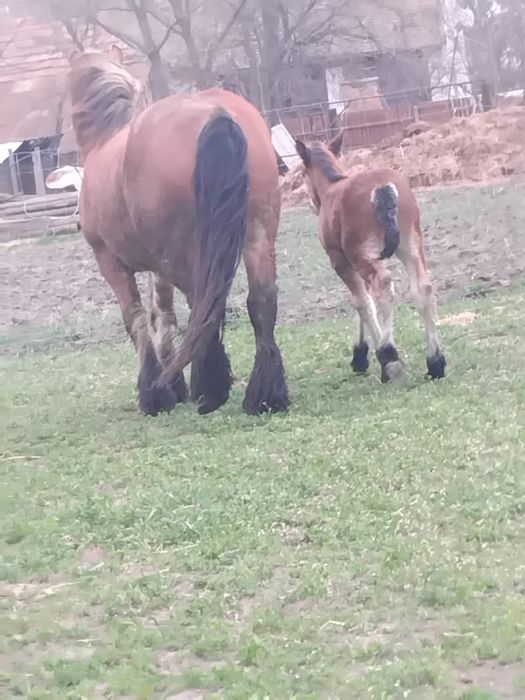 Vând două iepe Ardeneze