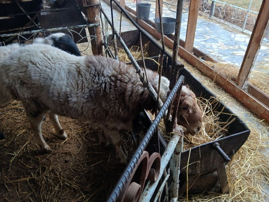 Qòchqor 1 yoshdan òtgan