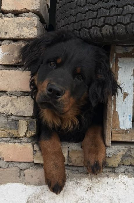 Пропала собака, кобель, ротвеллер.