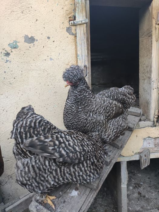 Ouă incubație găini mixt