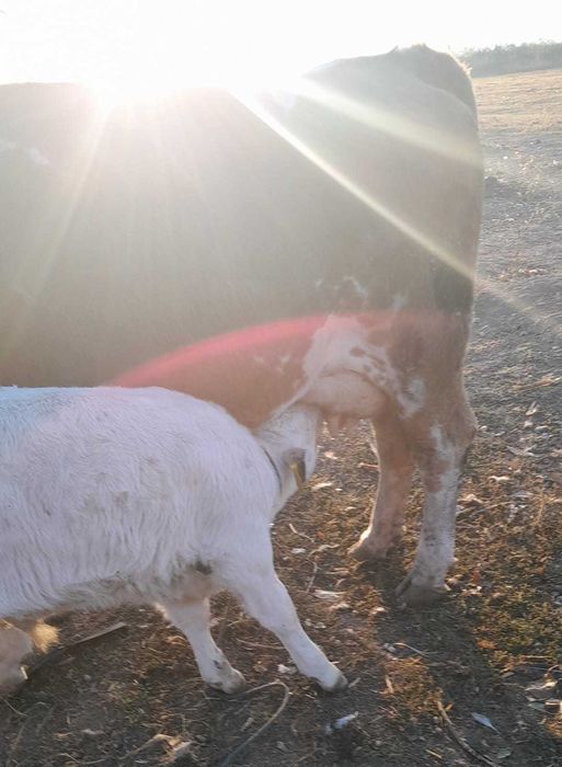 Vaci de rasa Simmental cu vitel fiecare