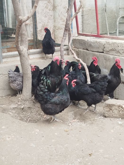 Жерси товук ва хуроз сотилади