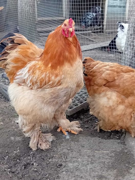 Cocosi Brahma Columbia