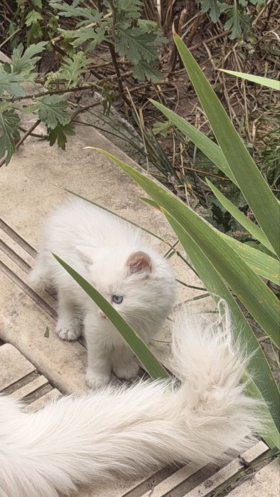 Продам милых котят