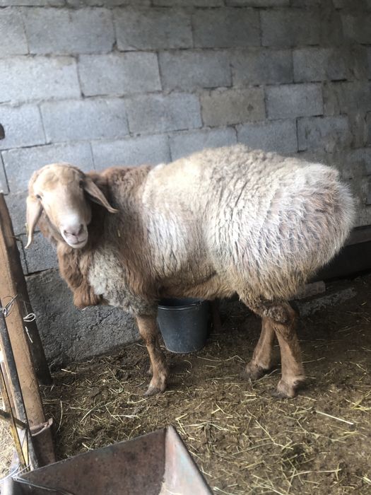 Қошқар 1,5 жас сатылады