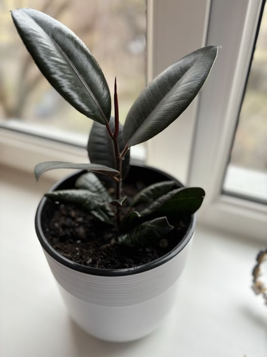 Комнатные цветы Фикус