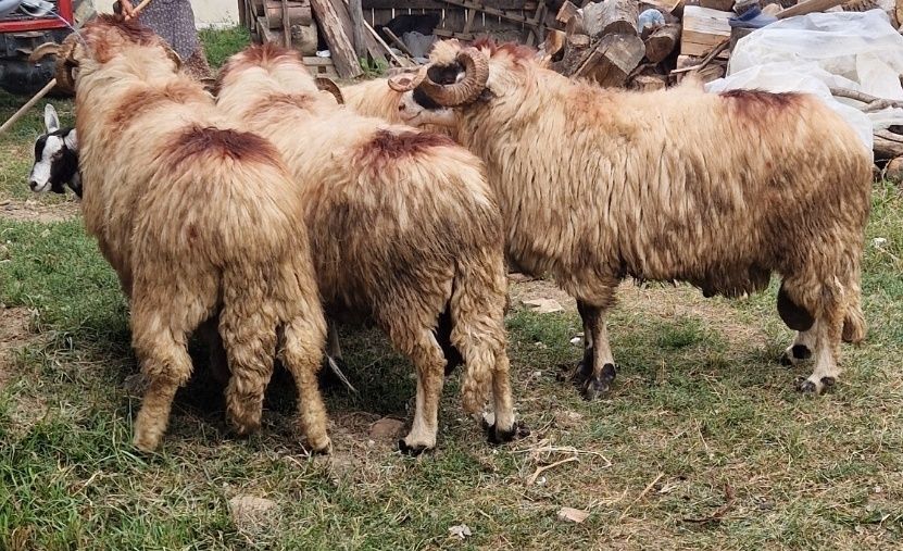 De vânzare berbeci