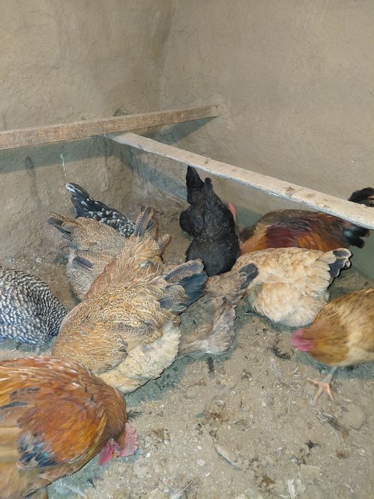 Әтеш тауықтарымен