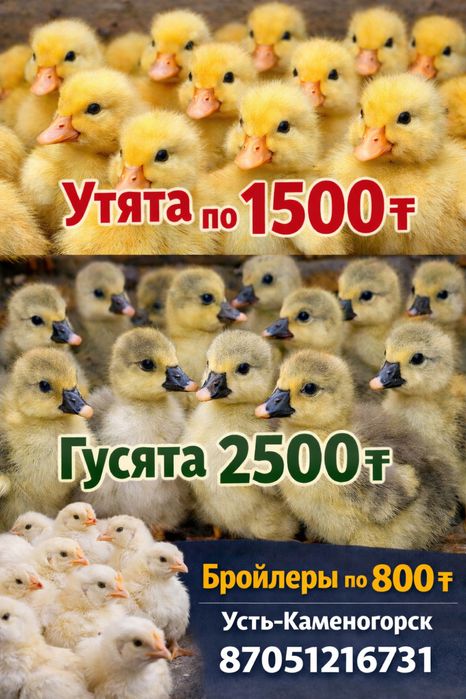 Продам гусят утят и бройлеров суточных