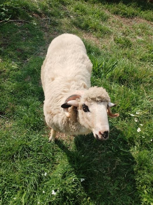 Berbecuț de vânzare