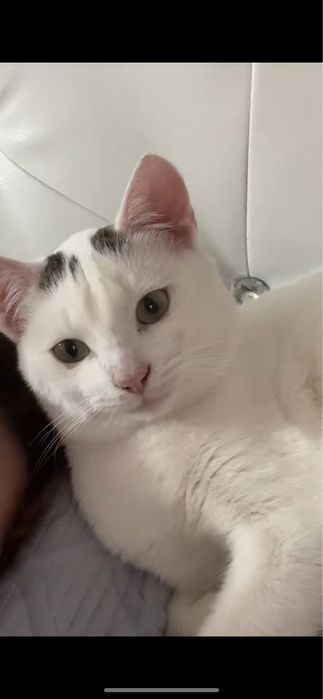 Отдаем в хорошие руки так как перезжаем в другои город