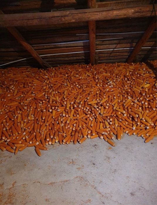 Vând grăunțe bob sticlos