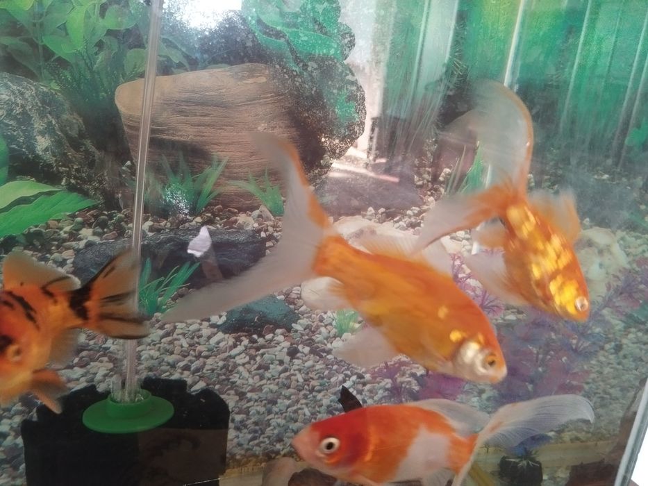 Рыбки золотые большие