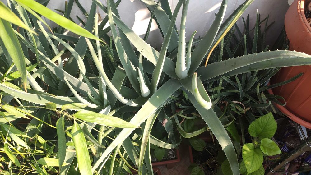 Jardinieră cu Aloe Vera Barbadensis Miller