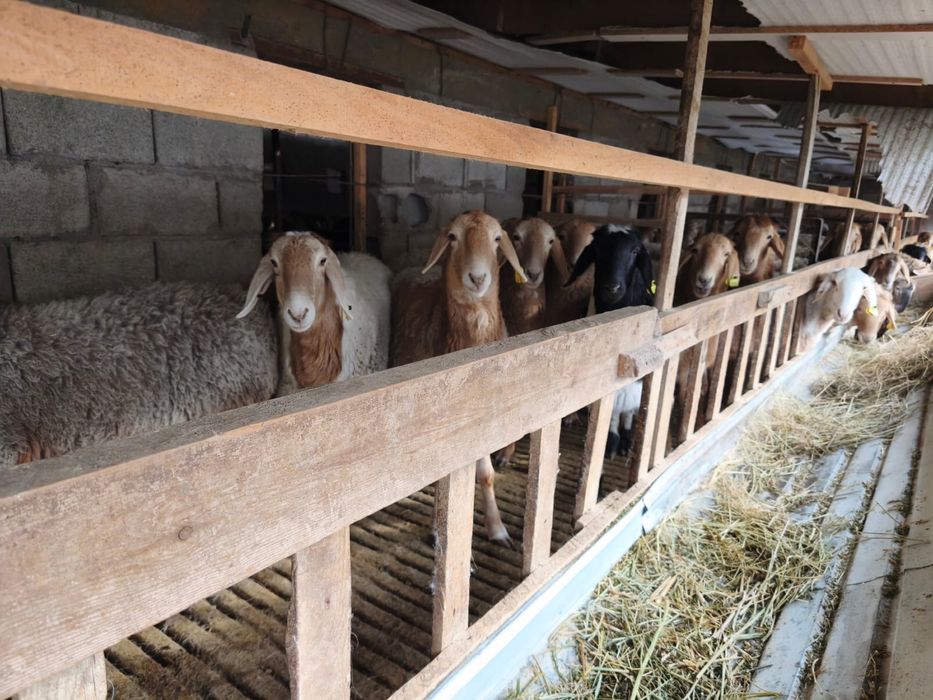 Токты Арашан пародасы