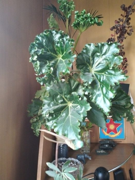 Цветочки для Вас