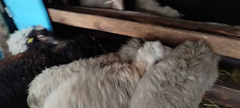 Продам жирных баранов