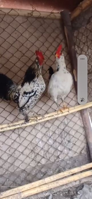 Ёпончалар сотилади