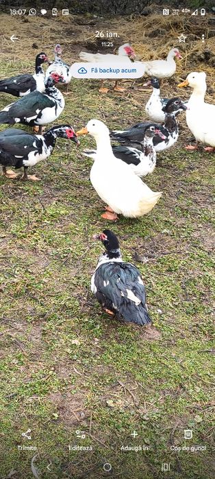 Vând rațe leșesti de anul acesta .