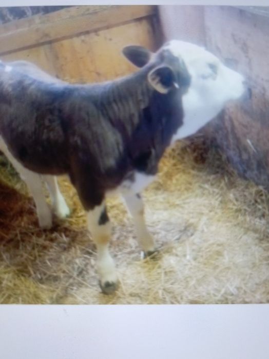 Vind vițel de rasă Bălțată românească