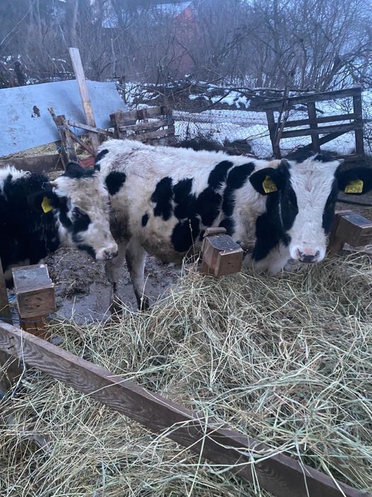 Vând 6 vițele si 4 taurasi