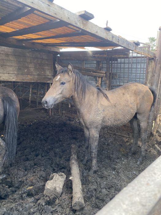 Продам тайчиков 2 головы