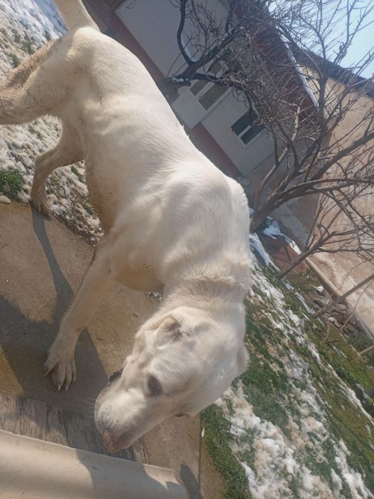 ALABAY zotdor sotiladi