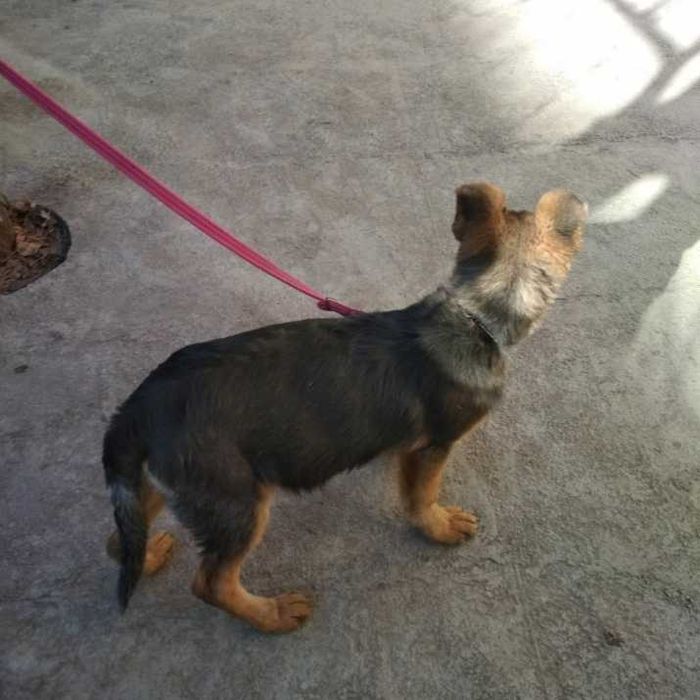 Щенок восточноевропейской овчарки