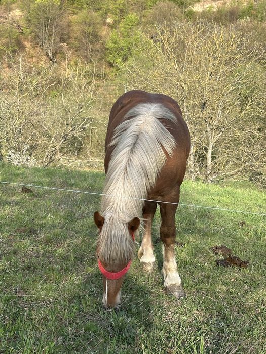 Vand manza de un an frumoasă
