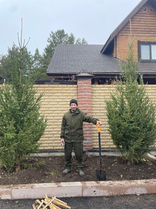 Саженцы сирень акция