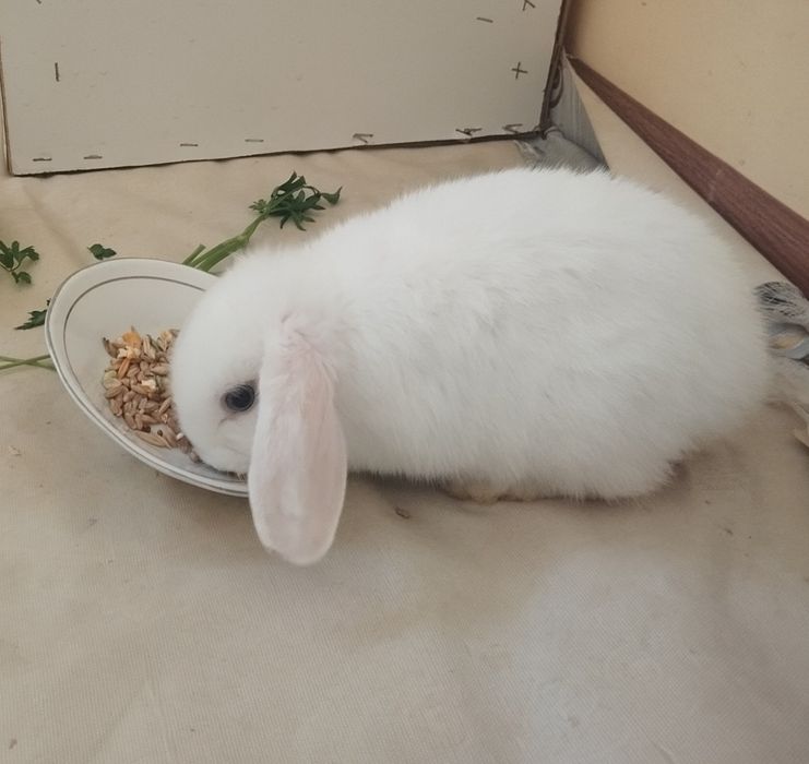 Karlik baran quyon almaz glaz