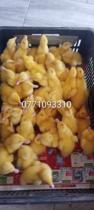 Vând pui de găină o zi