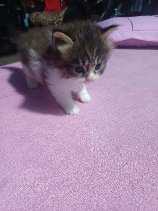 Котята ищут хозяев