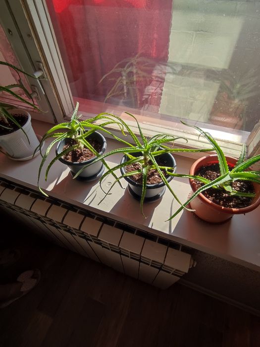 Продам продам отльл