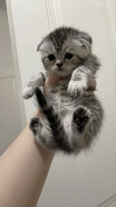 Котята шотландские парода