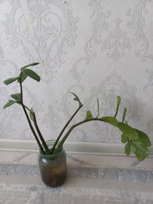 Продам отросток Долларовое дерево