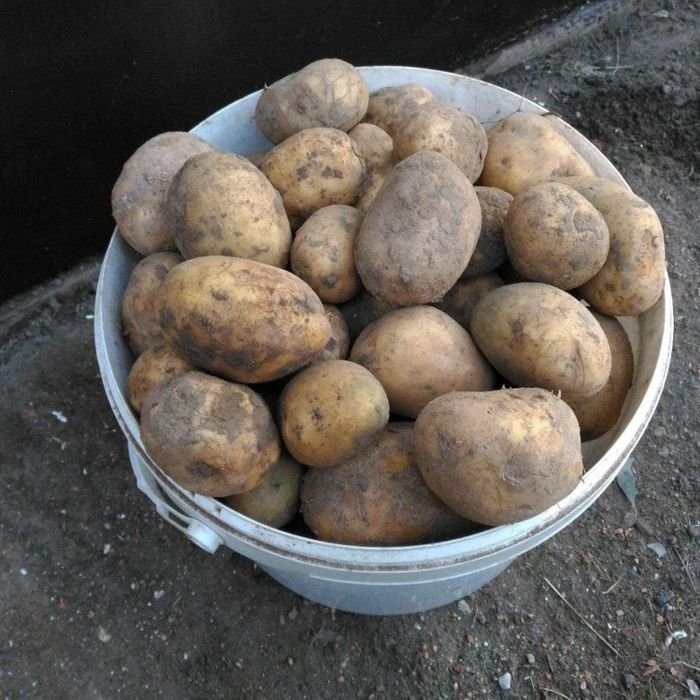 Продам картофель