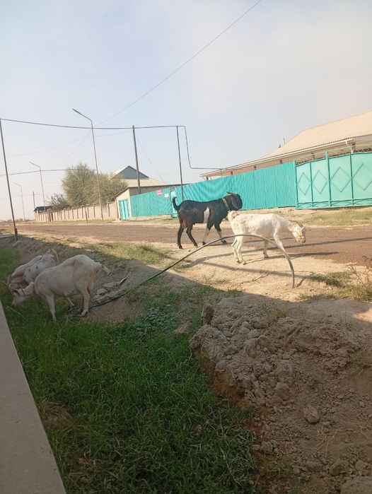 Нуми теке атакент