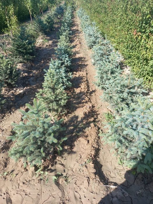 Йолка голубой ел моживилник