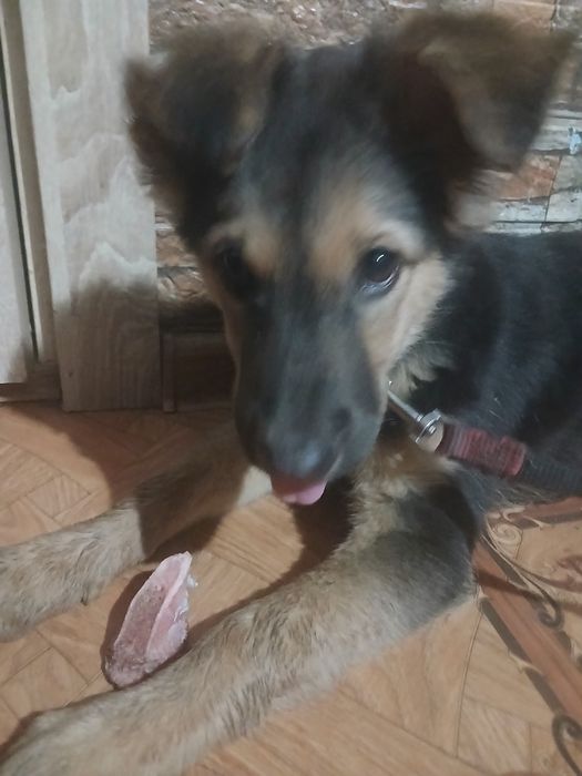 Отдам щенка в добрые руки