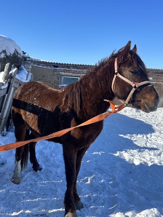 Жеребец, айгыр, лощадь