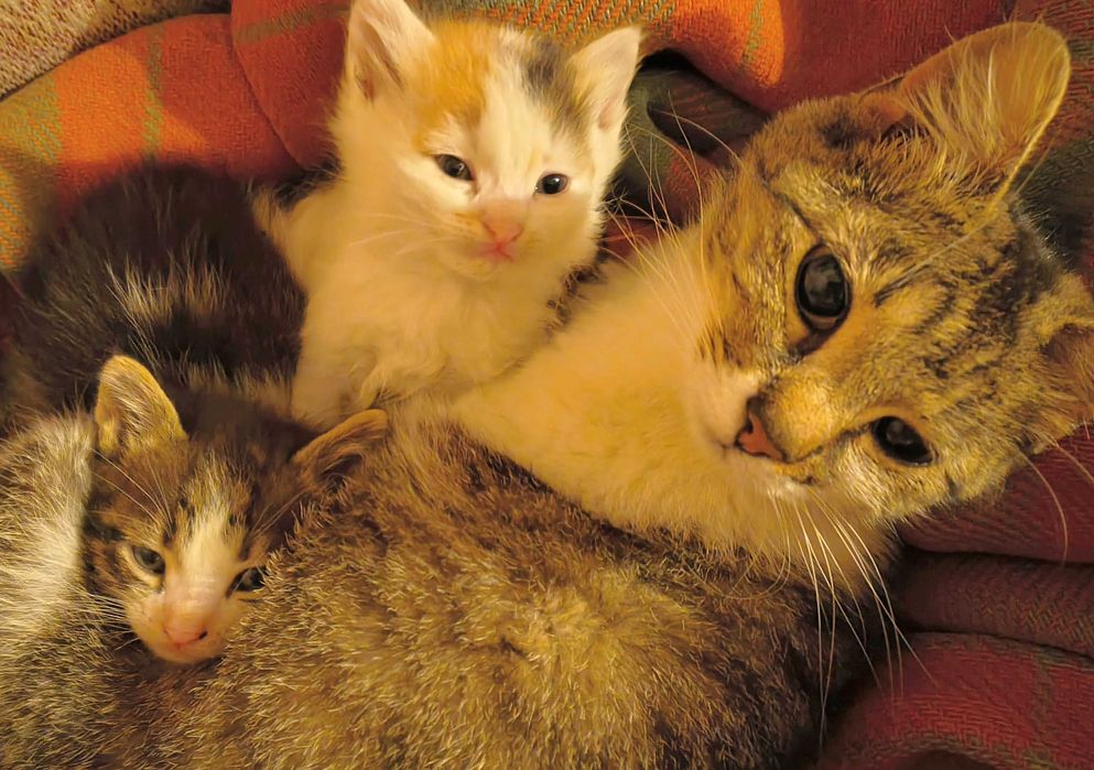 Pui de pisica de 1 luna