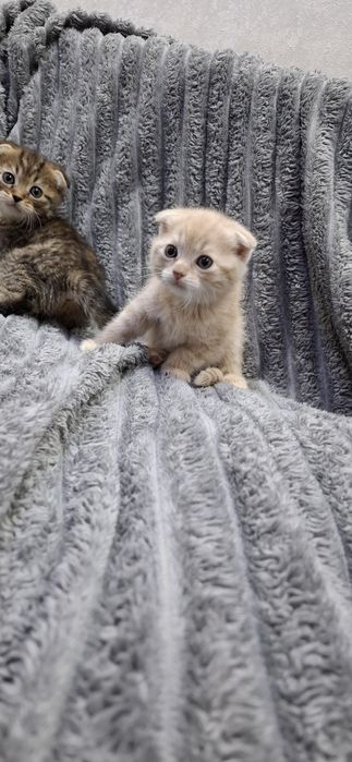 Скоттиш фолд котята шотландские