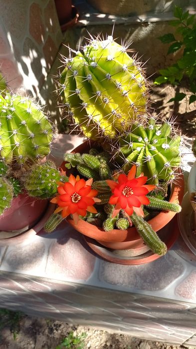 CACTUȘI INFLORITI Diverse MODELE,Culori,crescuți ghiveci cu rădăcini